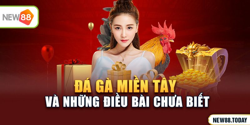 Đá gà miền Tây và những điều bạn chưa biết