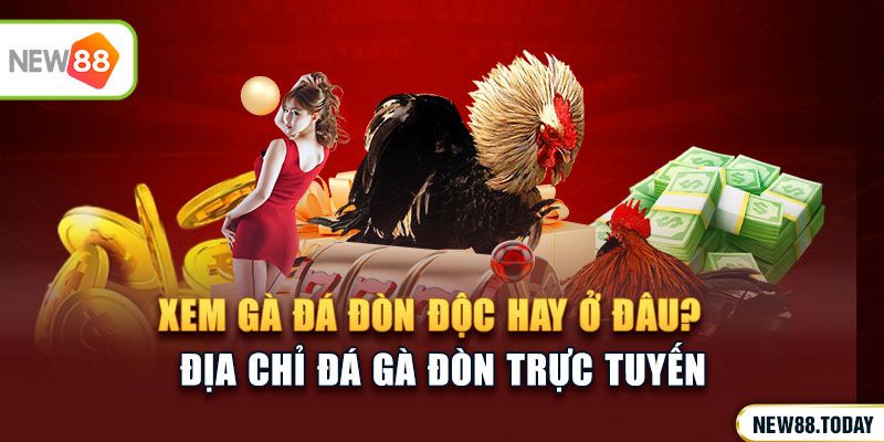 Xem đá gà đòn độc hay ở đâu?