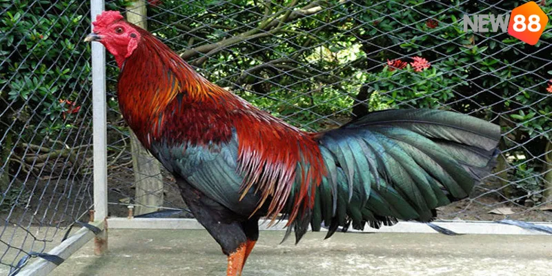 Các yếu quan trọng trong cách xem mặt gà đá